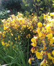 Gartenpflege Hannover von GreenFairway e.K.