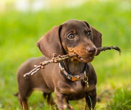 Reinado Canino imagen 7