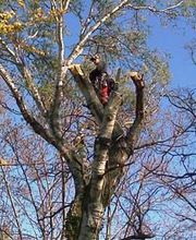 Espace Vert Mc image 9