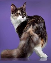 Chatterie de l'Alantolie image 1