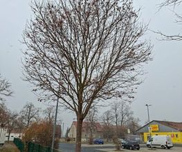WEGA Garten & Landschaft Bild 2