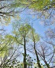 FriedWald Meroder Wald Bild 4