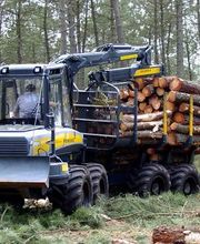 ALLIANCE Forêts Bois image 2