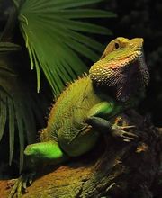 Reptiland image 12