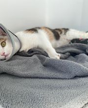Riviera Vet image 9