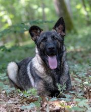 Agil'Canin 36 image 1