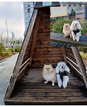 Artist'O Chien image 4