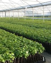 Pépinières Viticoles Amblevert image 7