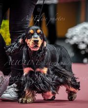 Anton Alice image 13