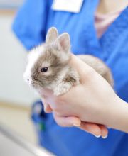 Tierarztpraxis Rohner AG Bild 12