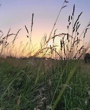 Pferdepension Almhof Thann Bild 2