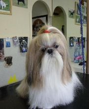 Aline Toilettage image 1