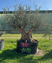 Valerie Maille image 2