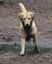 Hunde-Mobil Berlin Bild 5