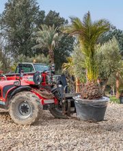 Royal Palm Aix image 7