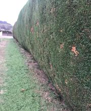 Philipot Sony image 6