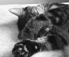 La Colo Des Cats Pattes image 6