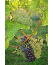 Weingut Scherer Bild 4