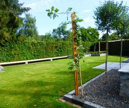 Stark im Garten