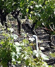 Domaine Lécheneau image 1