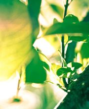 Sopra Solarpraxis AG Bild 9