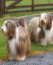 Toilettage 14 image 9