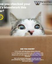 Westwood Regional Veterinary Hospital image 15