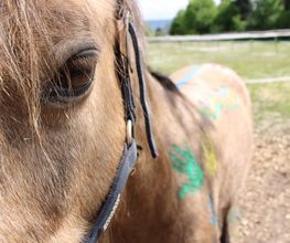Reitschule Equo Deluxe Bild 2