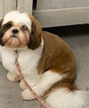 Au Look Canin image 11