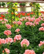 Blumen P. Gätzi Bild 2