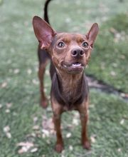 Humane Society Of Greater Miami North image 19