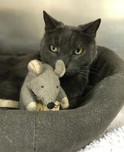 Humane Society Of Greater Miami North image 16