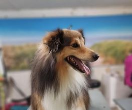Hundesalon Farah Bild 10