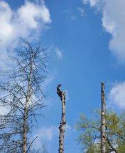 Entre mille branches image 6