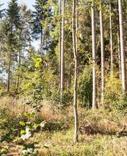 FriedWald Donaueschingen Bild 5