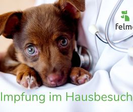 felmo-leistungen-Impfung im Hausbesuch.jpg
