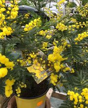 Jardinerie Champs Fleurs image 5