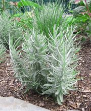 Garten- und Landschaftsbau Martin Wagner Bild 14