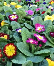 Boulanger Fleurs Claeyman Catherine image 3