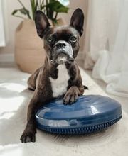FITBUDDYS Tierheilpraxis & BARF-Shop Bild 1