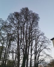 Kronenpflege nachher