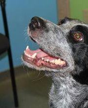 Rockhill Pet Clinic image 20