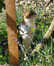 Le Clos des Coussinets image 6