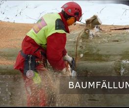 Baumdienst Schaller Bild 2
