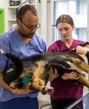 Kleintierpraxis Wydenhof Bild 3