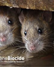 Hygiène Biocide image 1