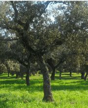 J´MONESTERIO imagen 1