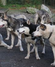 Turistikservice Bad Herrenalb Bild 2