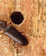 OPC Pest Services - Thornton image 2