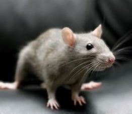 Ets Chabrier Traitement des Bois